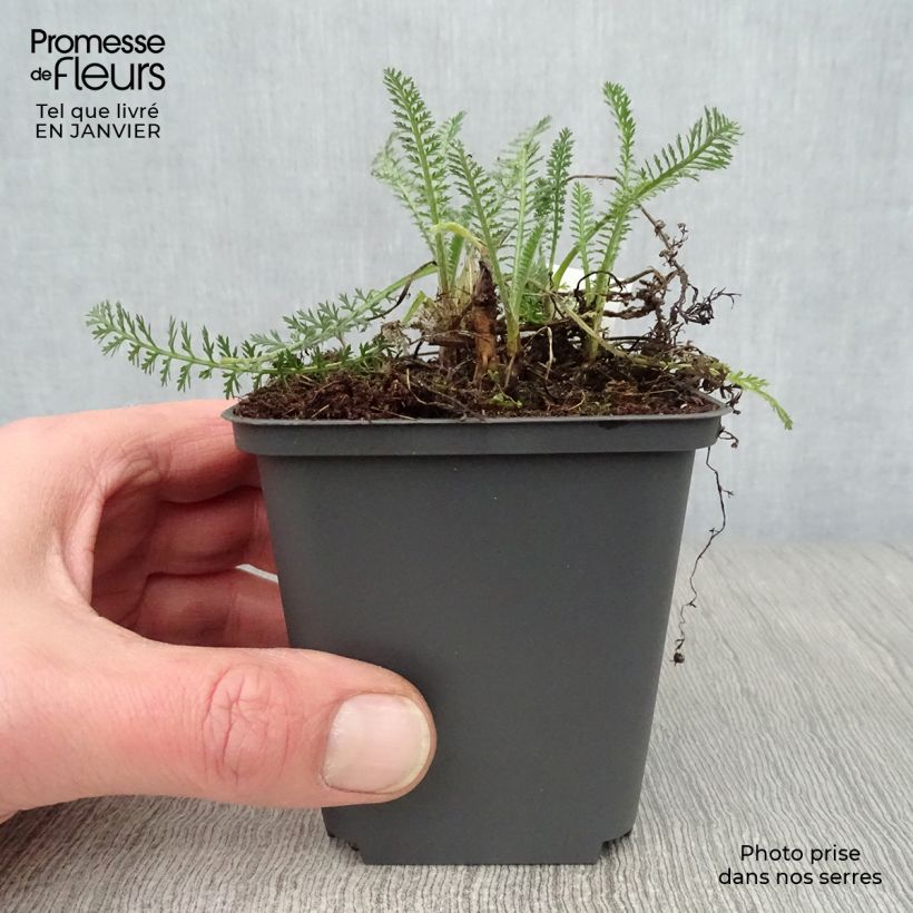 Achillea millefolium Hymne 8/9 cm pot sample as delivered in winter