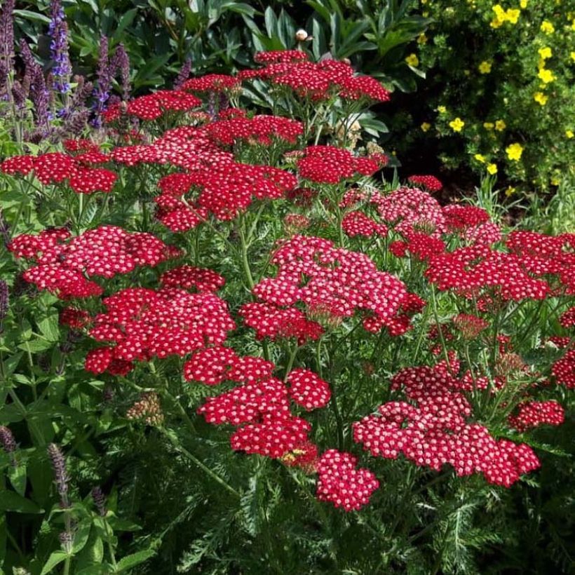 Achillea millefolium Peggy Sue (Flowering)