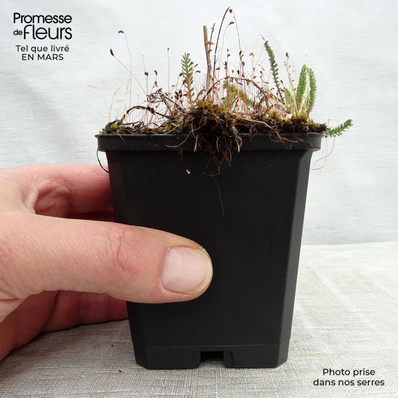 Achillea millefolium Sammetriese 8/9 cm pot sample as delivered in spring