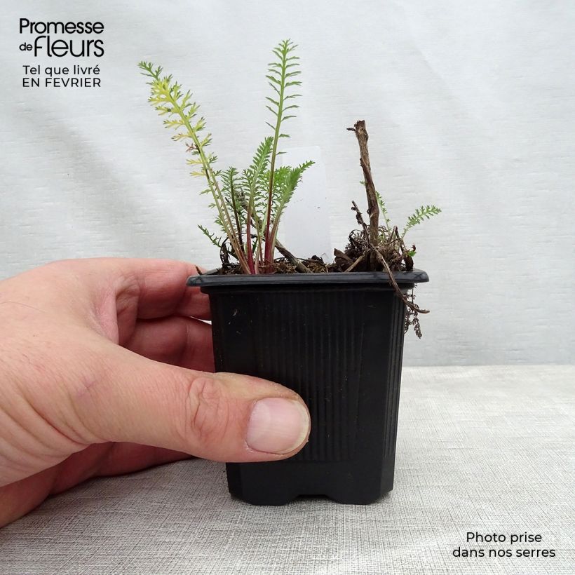 Achillea millefolium Wesersandstein 8/9 cm pot sample as delivered in winter