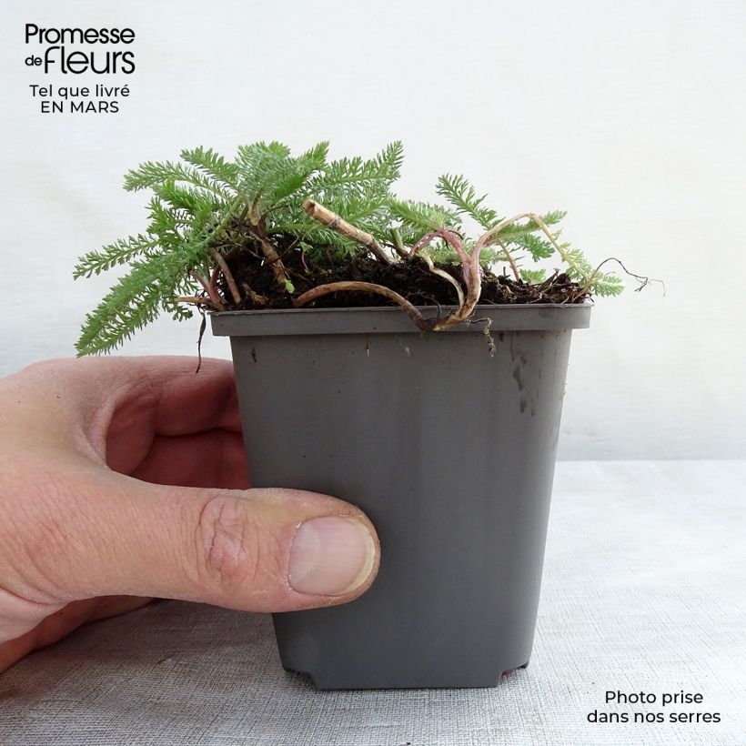 Achillea millefolium White Beauty 8/9 cm pot sample as delivered in winter