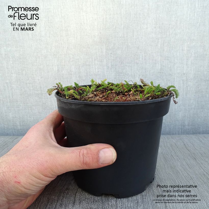 Achillea millefolium White Beauty 2L/3L pot sample as delivered in winter