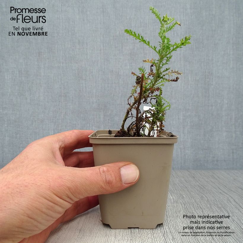 Achillea millefolium Apricot Delight 8/9 cm pot sample as delivered in autumn