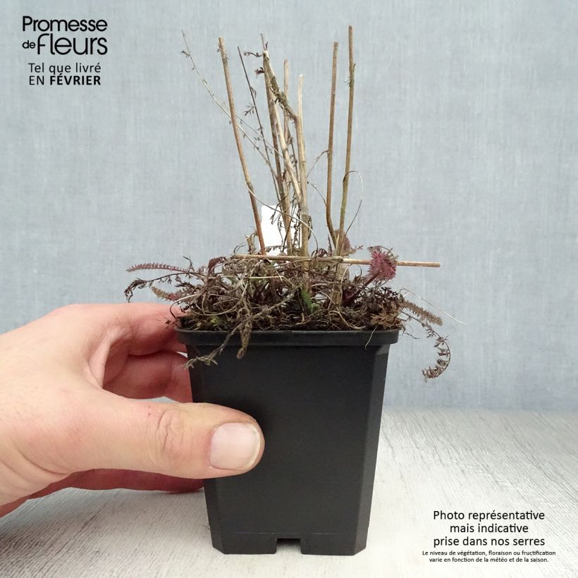 Achillea millefolium Apricot Delight 8/9 cm pot sample as delivered in winter