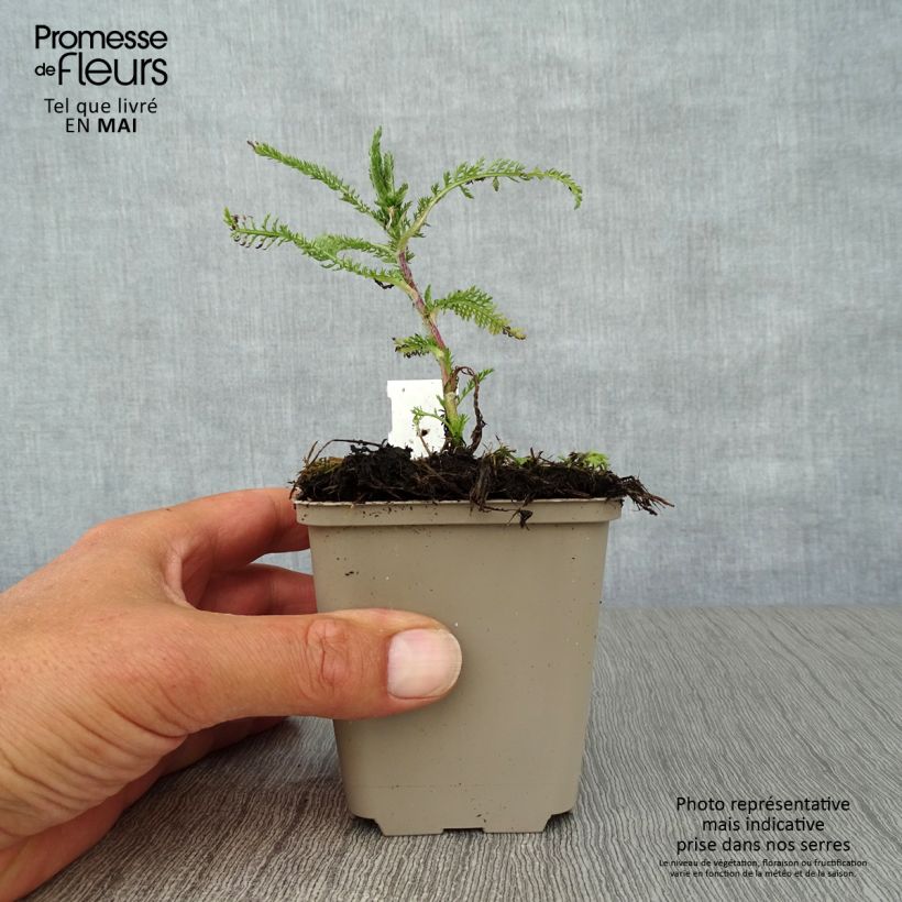 Achillea millefolium Apfelblüte 8/9 cm pot sample as delivered in spring