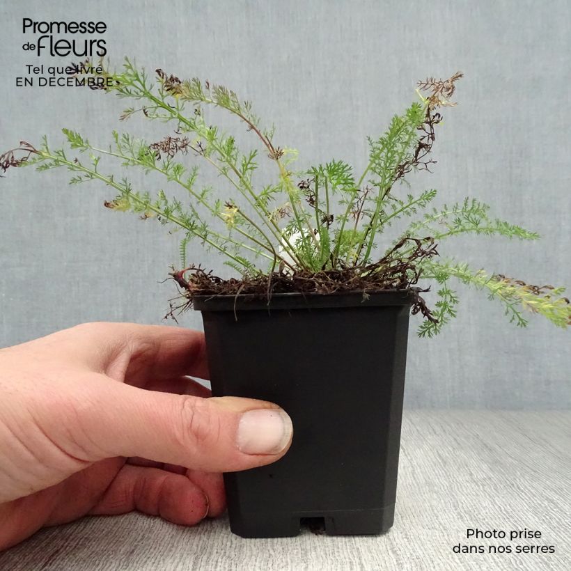 Achillea millefolium Cerise Queen 8/9 cm pot sample as delivered in winter