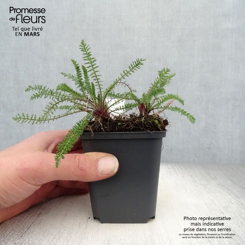 Achillea millefolium Excel 8/9 cm pot sample as delivered in spring