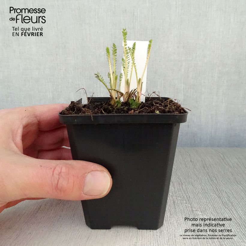 Achillea millefolium Feuerland 8/9 cm pot sample as delivered in winter