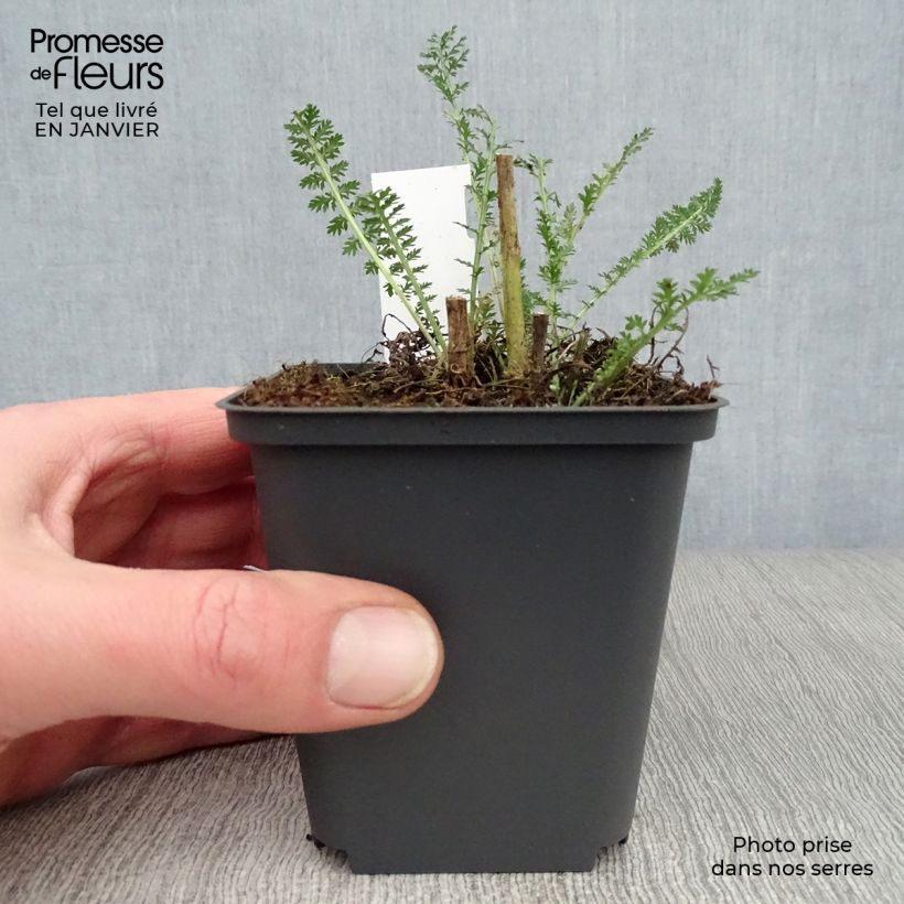 Achillea millefolium Heinrich Vogeler 8/9 cm pot sample as delivered in winter