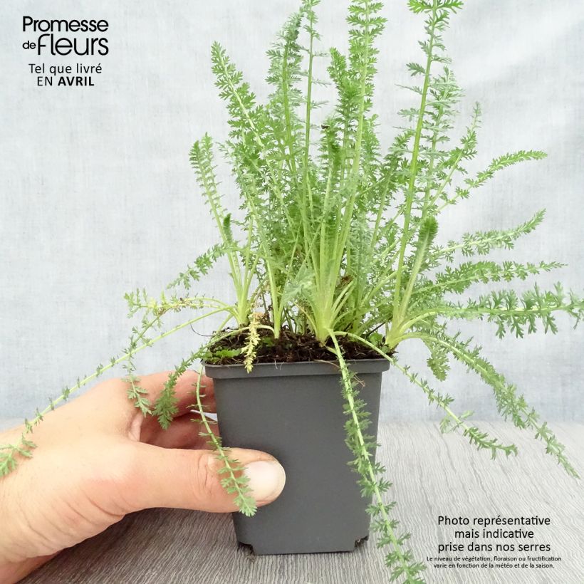 Achillea millefolium Heinrich Vogeler 8/9 cm pot sample as delivered in spring