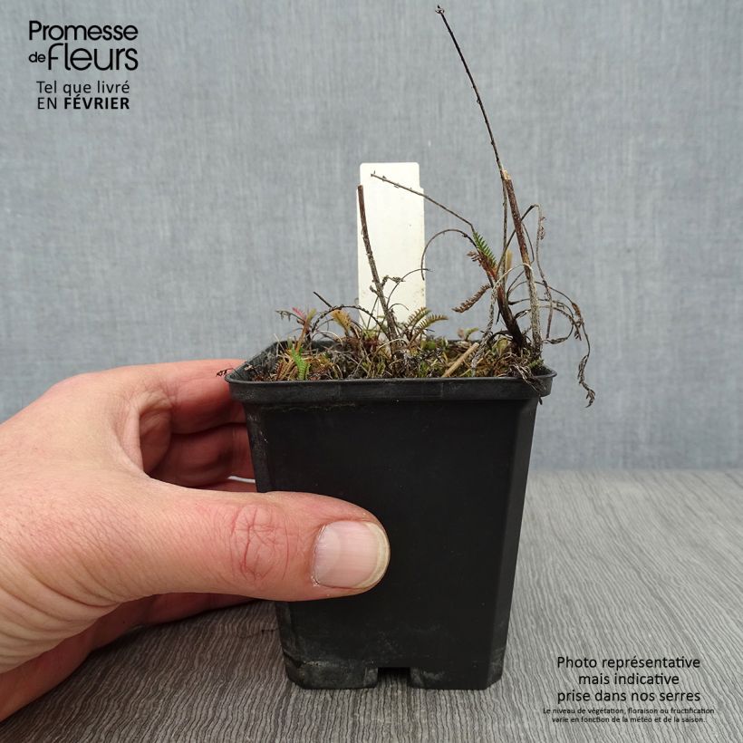 Achillea millefolium Lilac Beauty 8/9 cm pot sample as delivered in winter