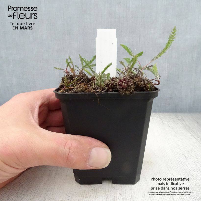 Achillea millefolium Lilac Beauty 8/9 cm pot sample as delivered in spring