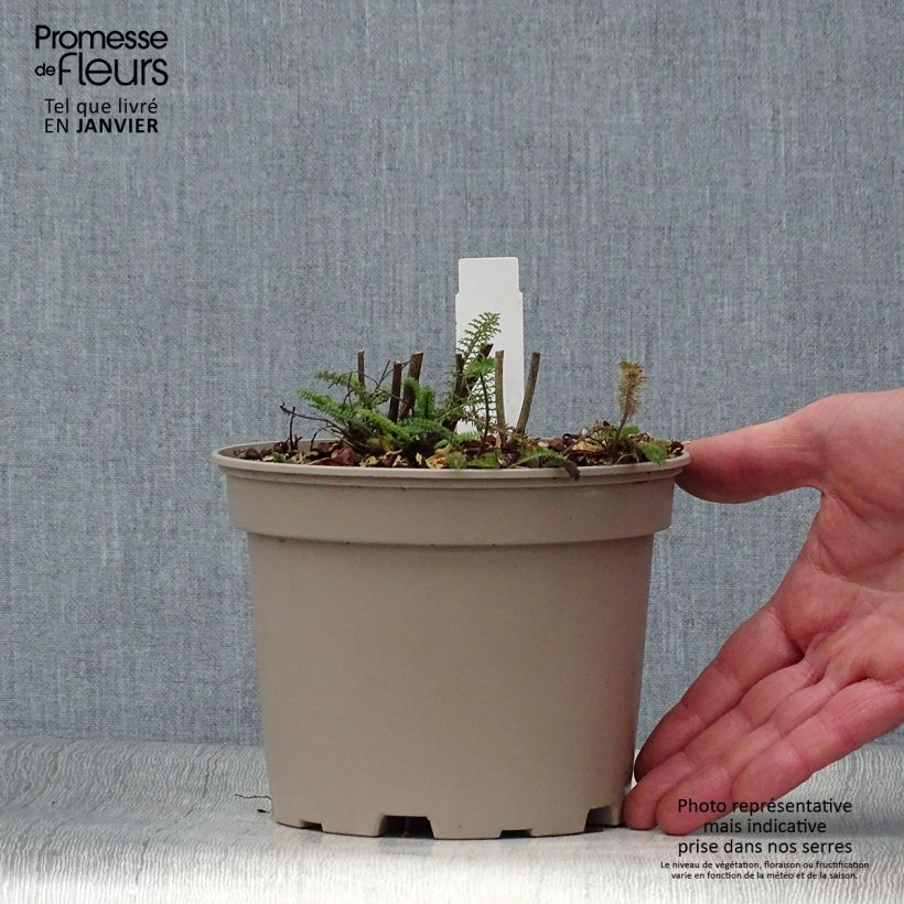 Achillea millefolium Lilac Beauty 2L/3L pot sample as delivered in winter