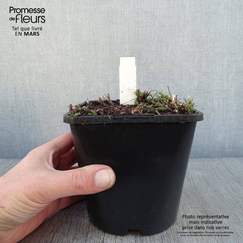 Achillea millefolium New Vintage Violet 2L/3L pot sample as delivered in winter