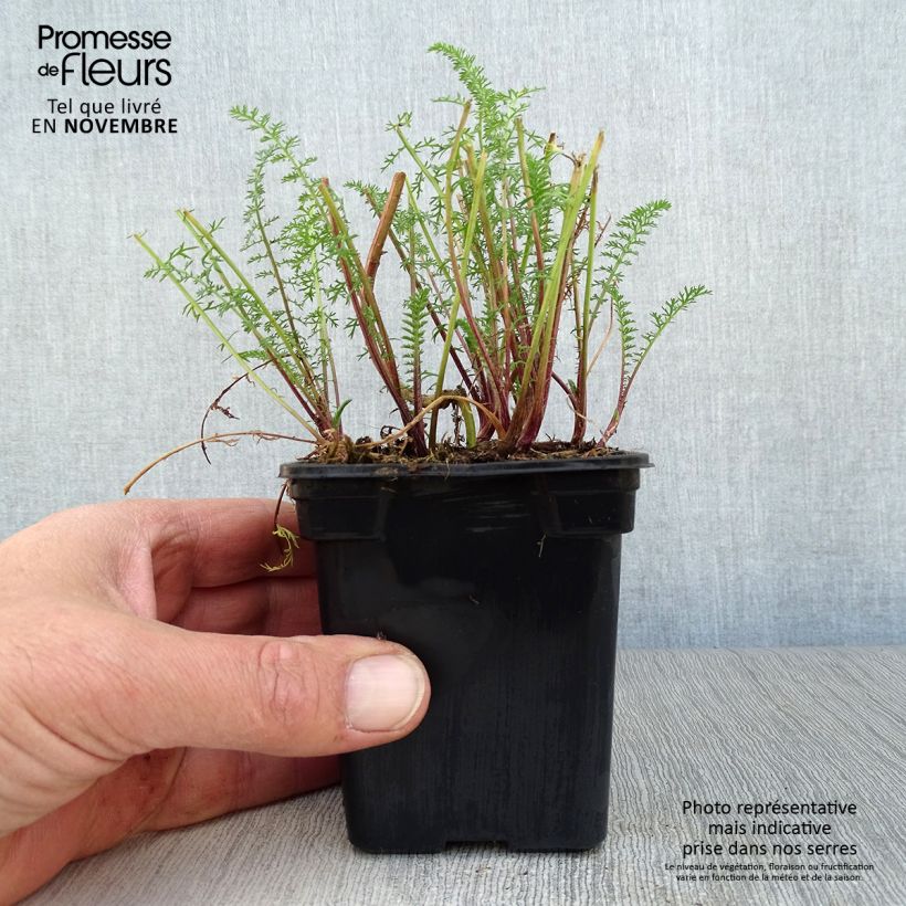Achillea millefolium Paprika 7/8 cm pot sample as delivered in autumn