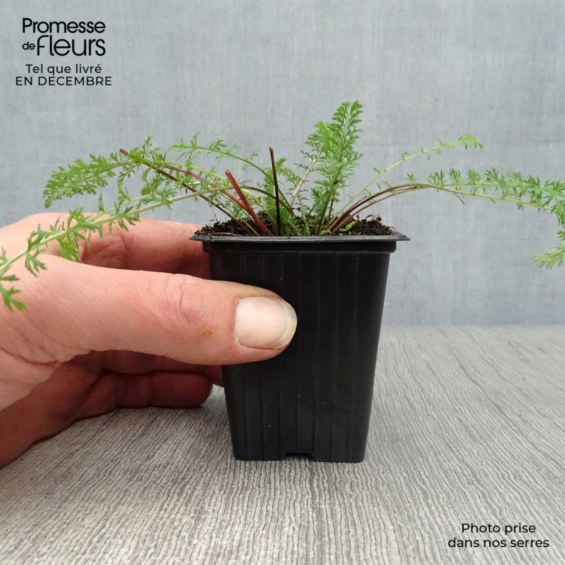 Achillea millefolium Paprika 7/8 cm pot sample as delivered in winter