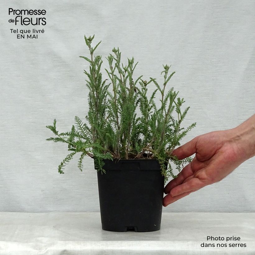 Achillea millefolium Paprika 2L/3L pot sample as delivered in spring