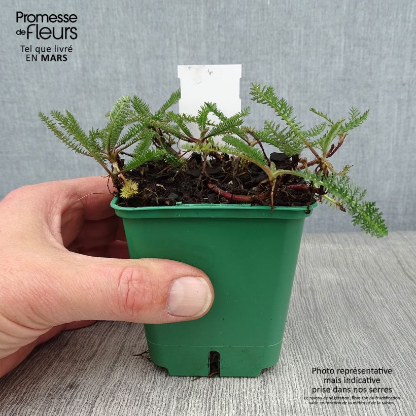 Achillea millefolium Peachy Seduction 8/9 cm pot sample as delivered in winter