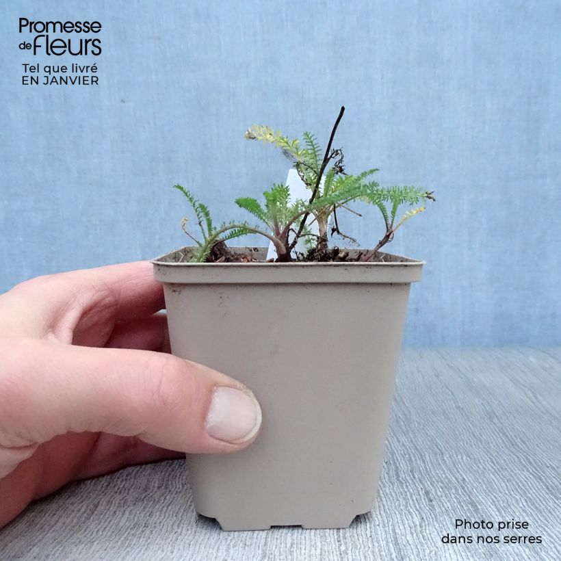 Achillea millefolium Petra 8/9 cm pot sample as delivered in winter