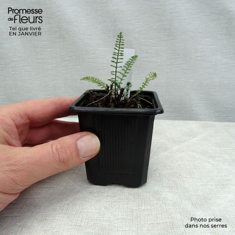 Achillea millefolium Pomegranate 7/8 cm pot sample as delivered in winter
