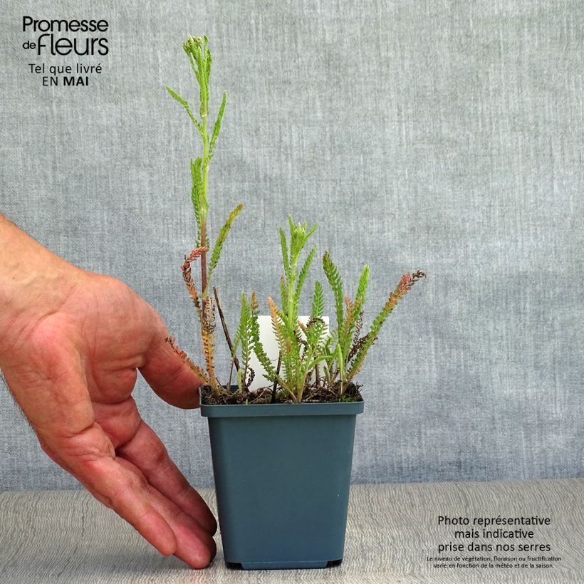 Achillea millefolium Pomegranate 7/8 cm pot sample as delivered in spring