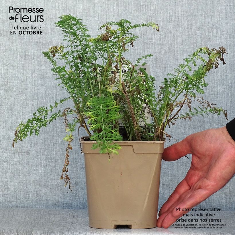 Achillea millefolium Pomegranate 2L/3L pot sample as delivered in autumn