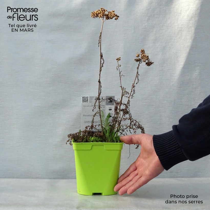 Achillea millefolium Pomegranate 2L/3L pot sample as delivered in spring