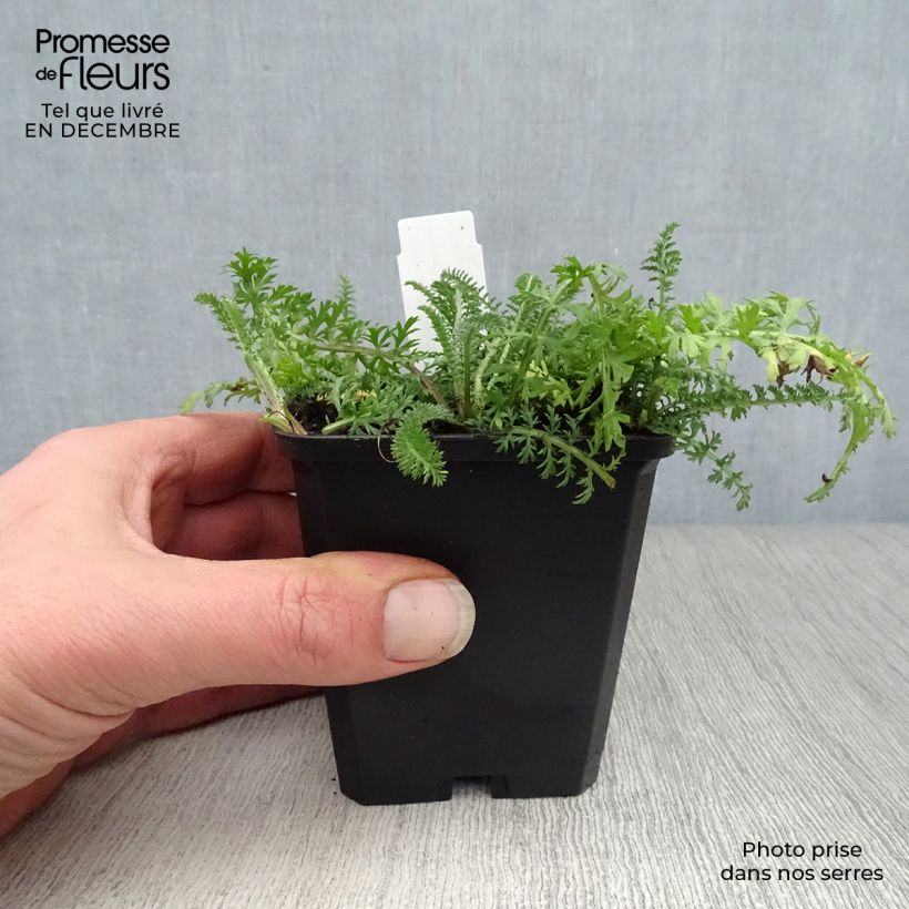 Achillea millefolium Red Velvet 8/9 cm pot sample as delivered in winter