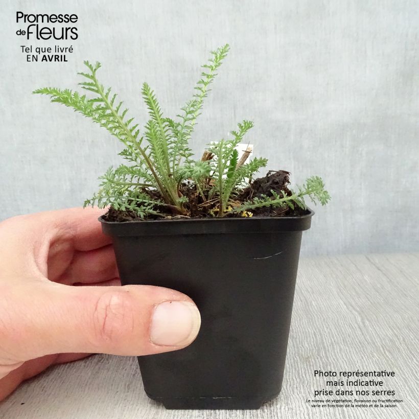 Achillea millefolium Red Velvet 8/9 cm pot sample as delivered in spring