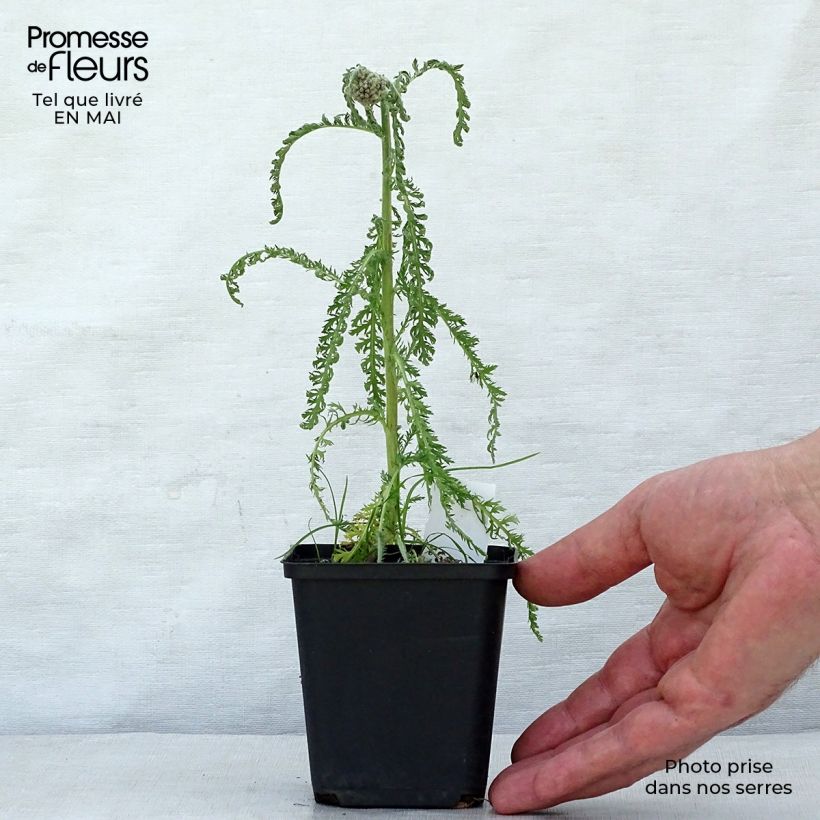 Achillea millefolium Saucy Seduction 8/9 cm pot sample as delivered in spring