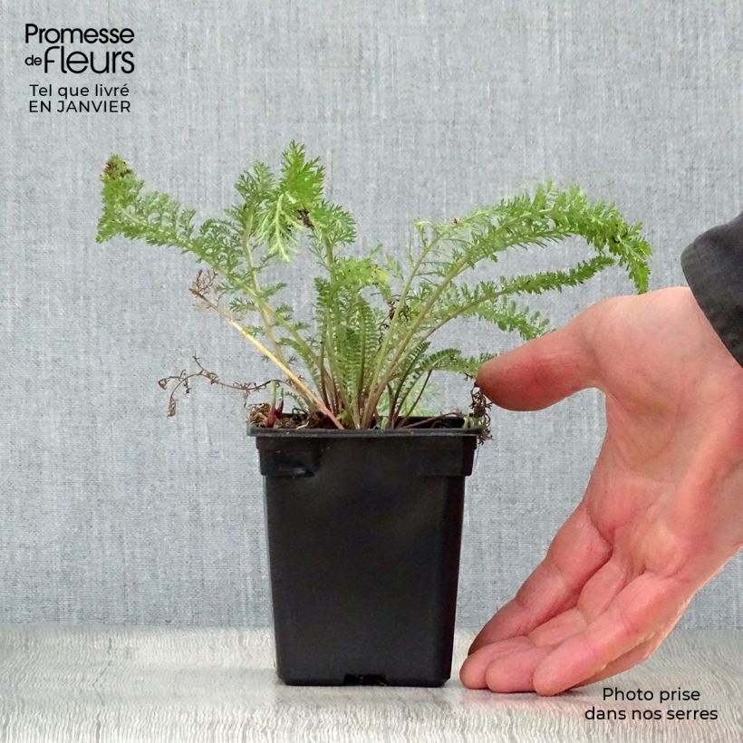 Achillea millefolium Summer Pastel 7/8 cm pot sample as delivered in winter