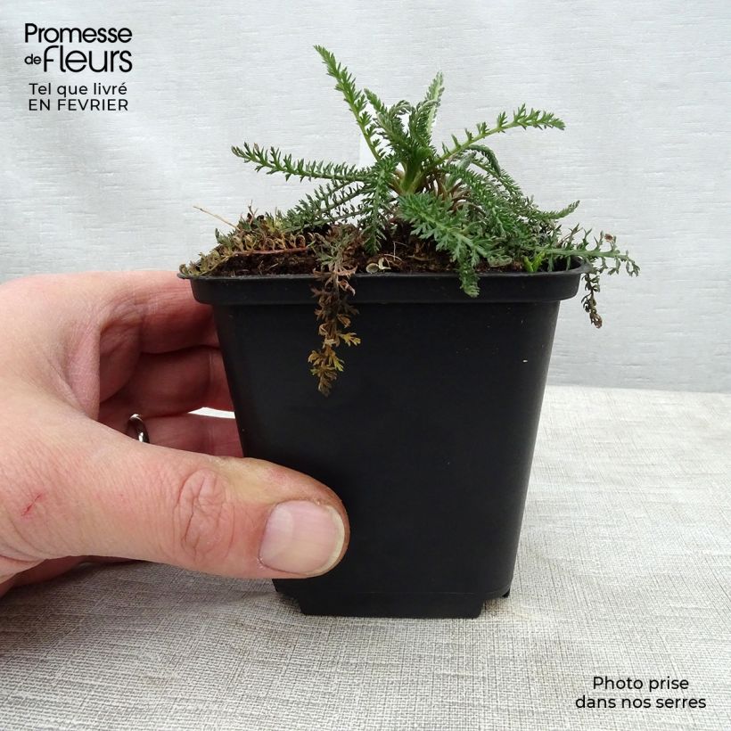 Achillea millefolium Summerwine 8/9 cm pot sample as delivered in winter