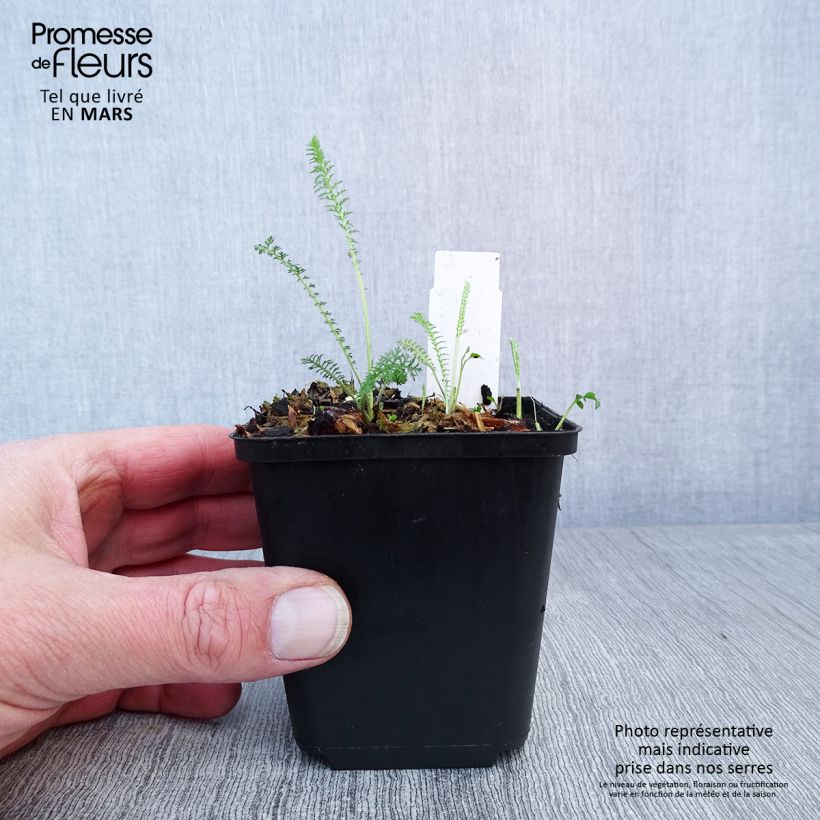 Achillea millefolium Summerwine 8/9 cm pot sample as delivered in spring