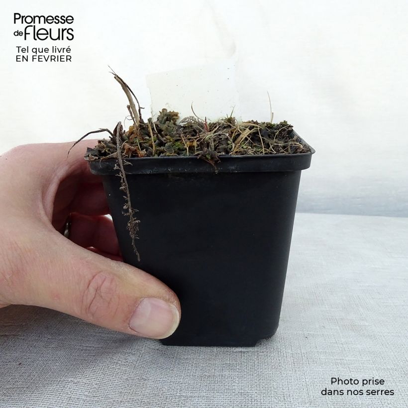 Achillea millefolium Velours 8/9 cm pot sample as delivered in winter