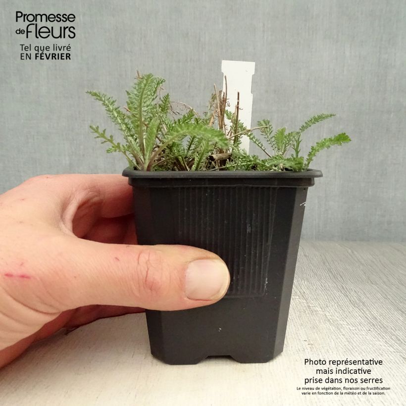 Achillea millefolium Wonderful Wampee 8/9 cm pot sample as delivered in winter