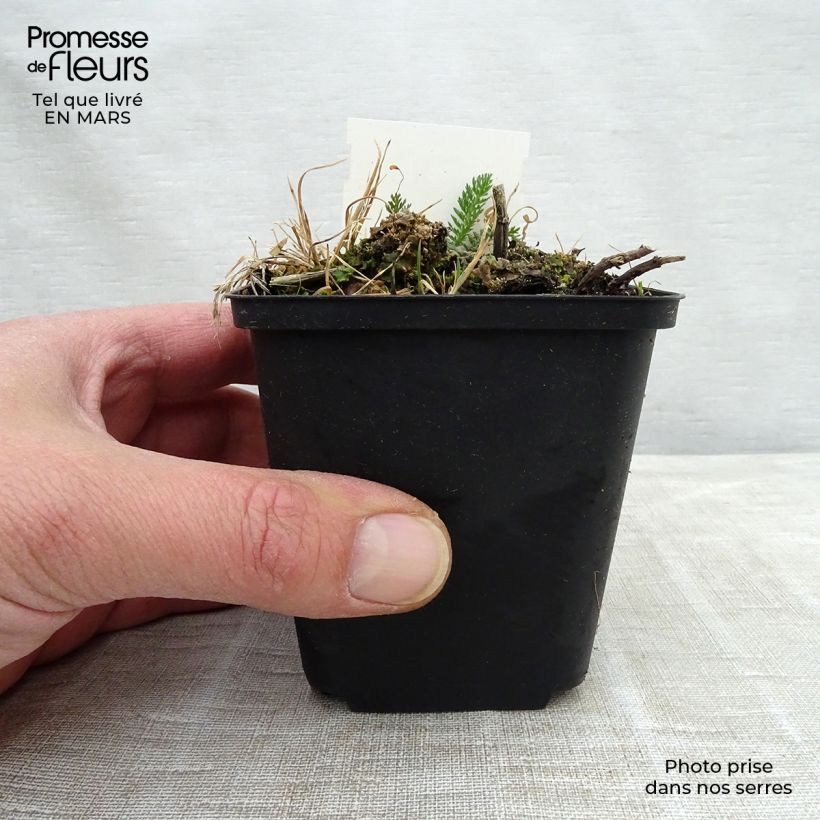 Achillea millefolium Mondpagode 8/9 cm pot sample as delivered in spring