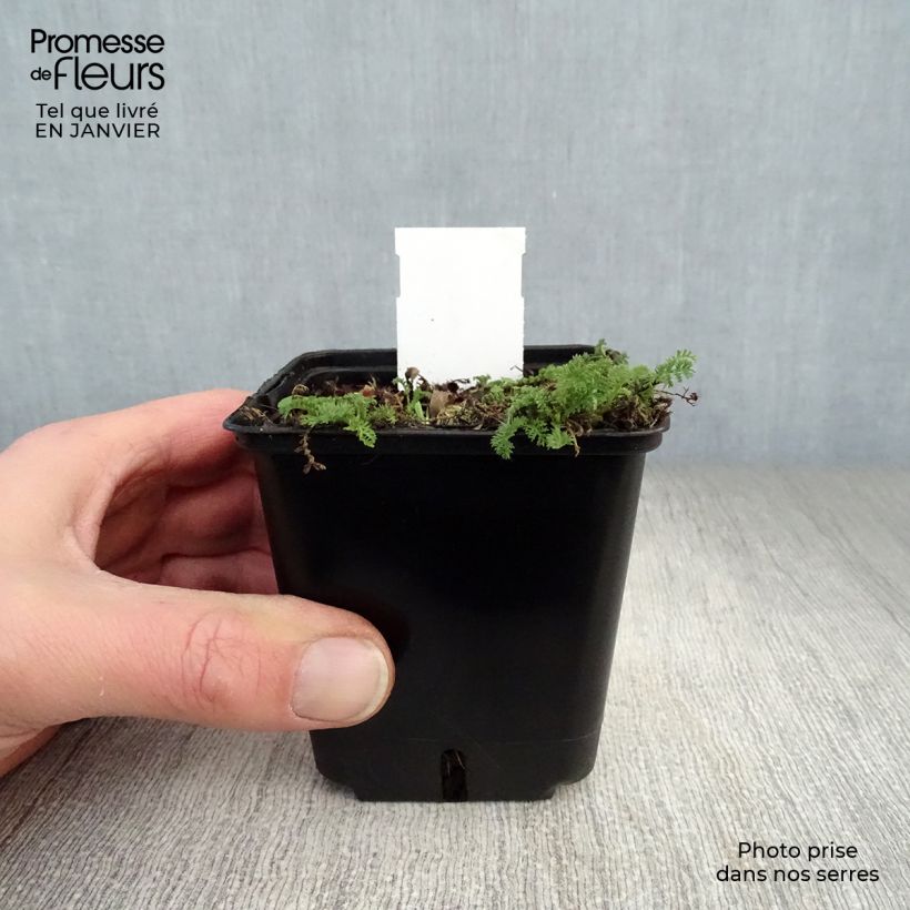 Achillea odorata 8/9 cm pot sample as delivered in winter