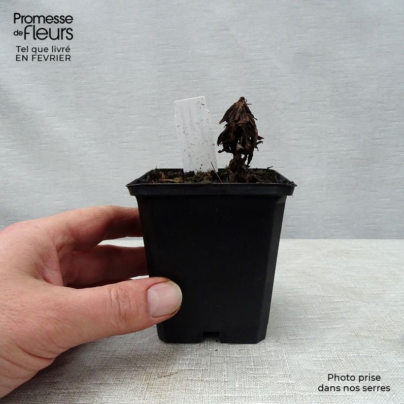 Achillea ptarmica Nana Compacta 8/9 cm pot sample as delivered in winter