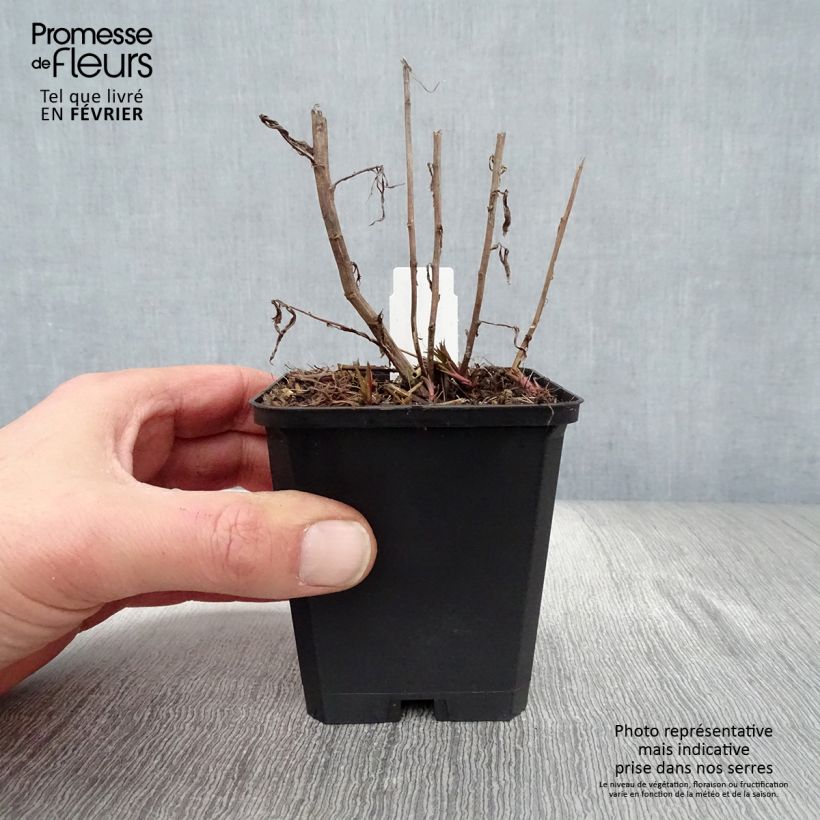 Achillea ptarmica Perrys White 8/9 cm pot sample as delivered in winter