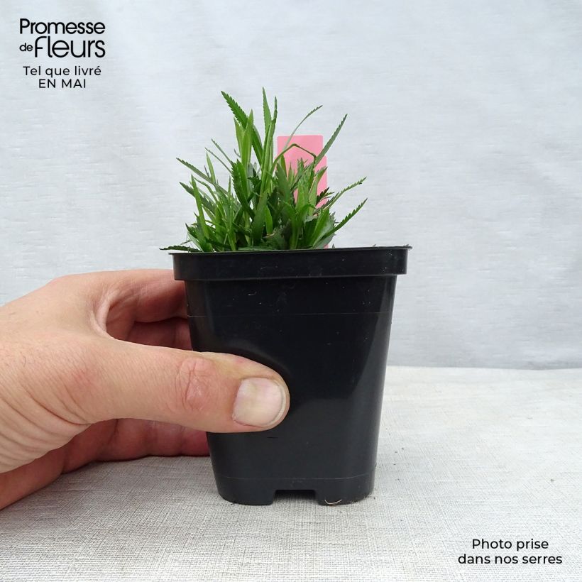 Achillea ptarmica The Pearl 8/9 cm pot sample as delivered in spring