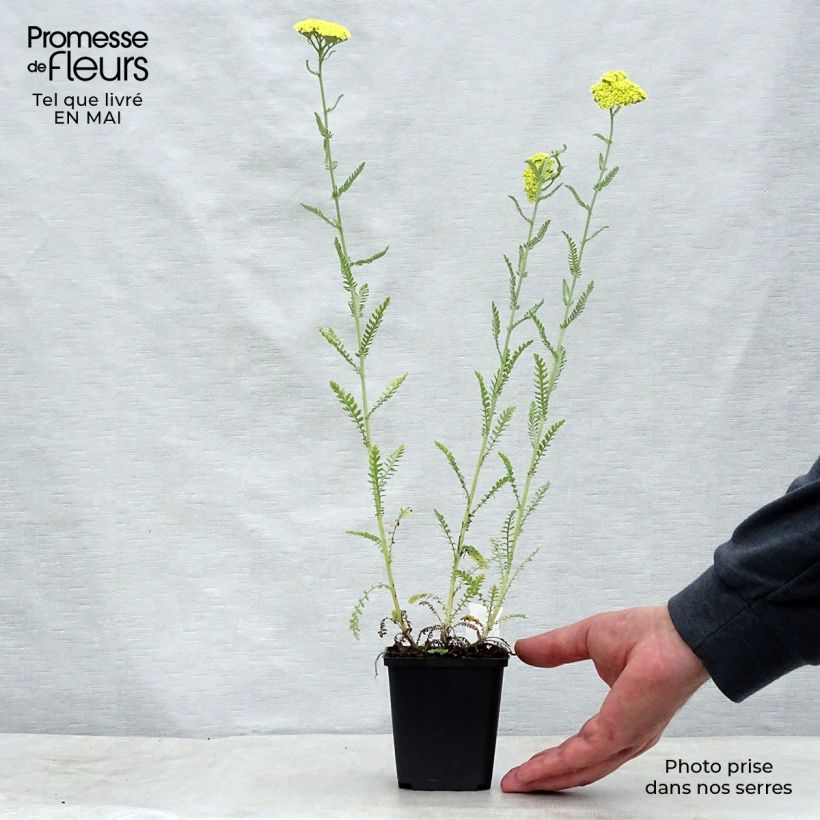 Achillea taygetea 8/9 cm pot sample as delivered in spring