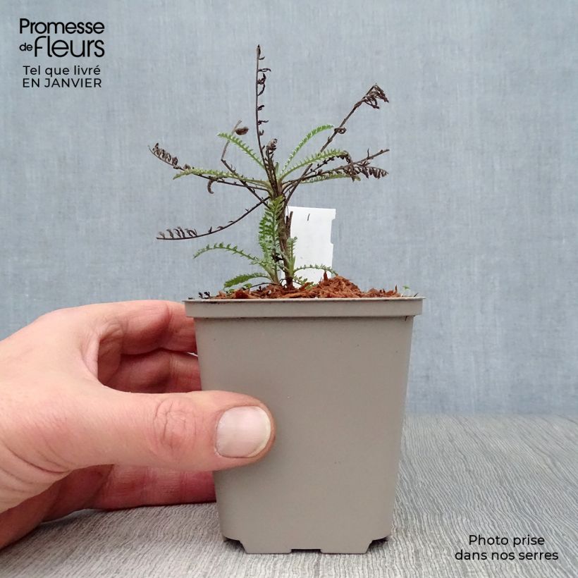 Achillea taygetea 8/9 cm pot sample as delivered in winter