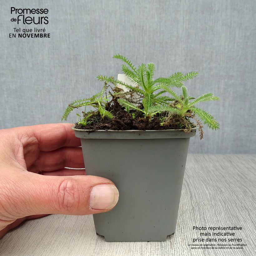 Achillea tomentosa 8/9 cm pot sample as delivered in autumn