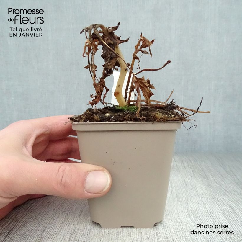 Aconitum Purple Sparrow 8/9 cm pot sample as delivered in winter