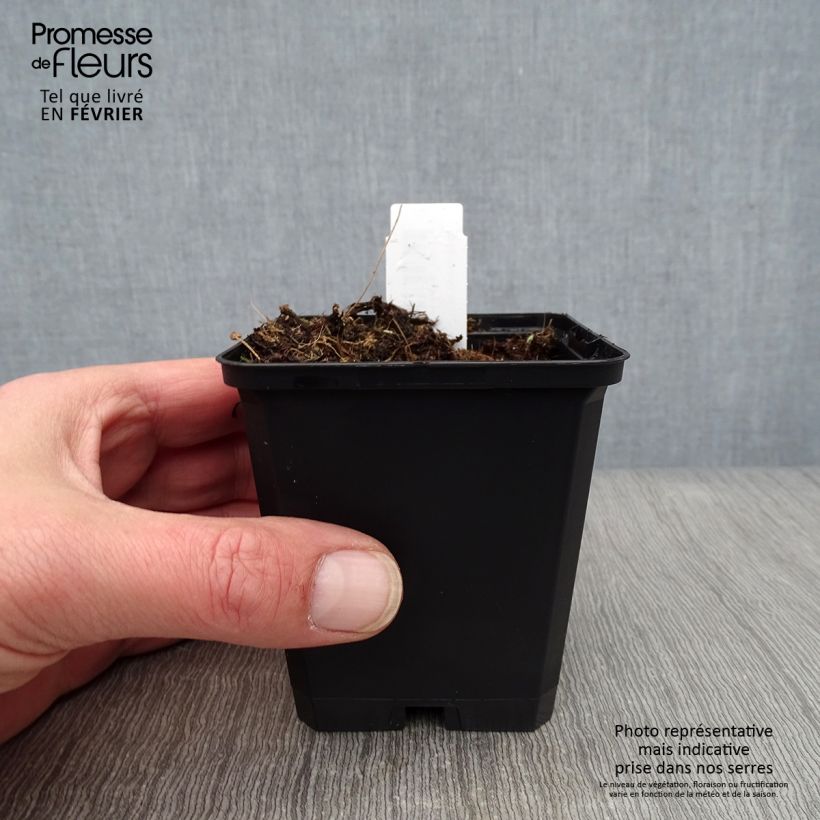 Aconitum henryi Sparks Variety 8/9 cm pot sample as delivered in winter