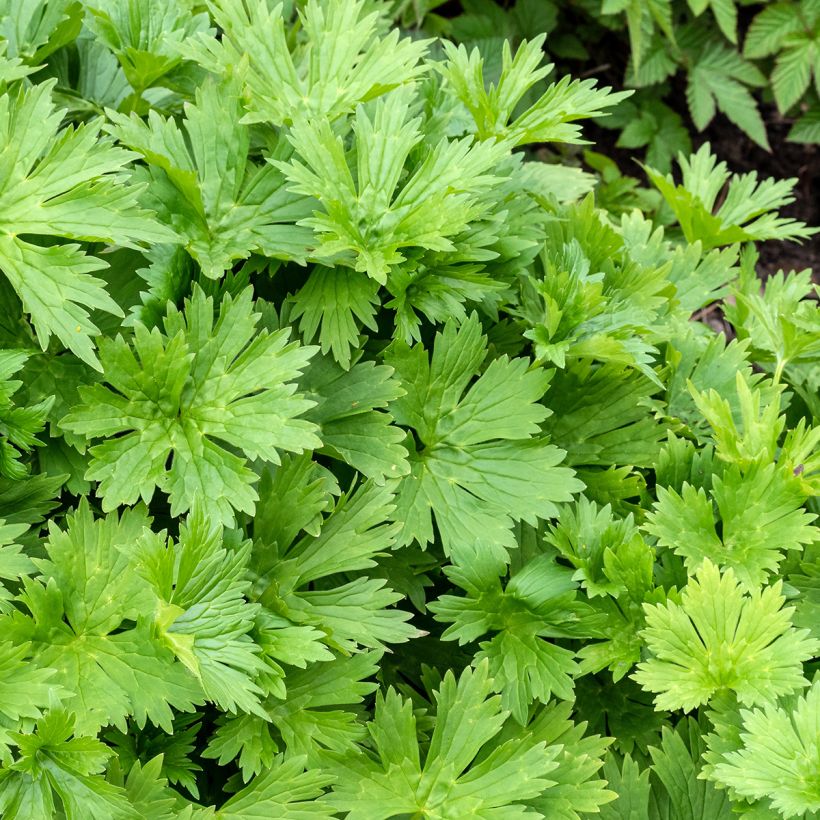 Aconitum lycoctonum subsp. neapolitanum (Foliage)