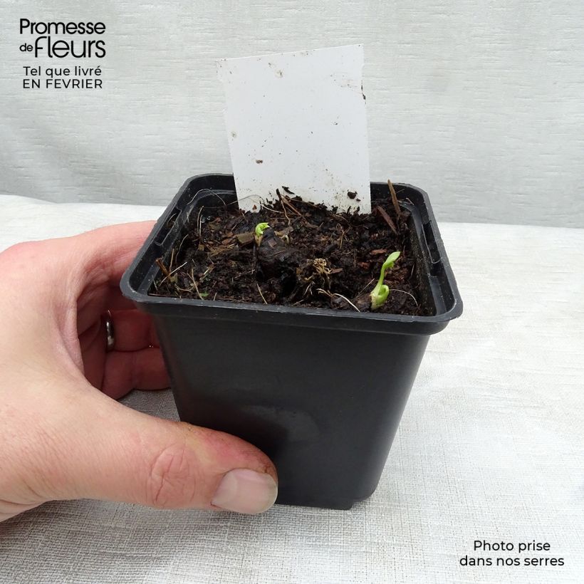 Aconitum napellus subsp. napellus Schneewittchen 8/9 cm pot sample as delivered in winter