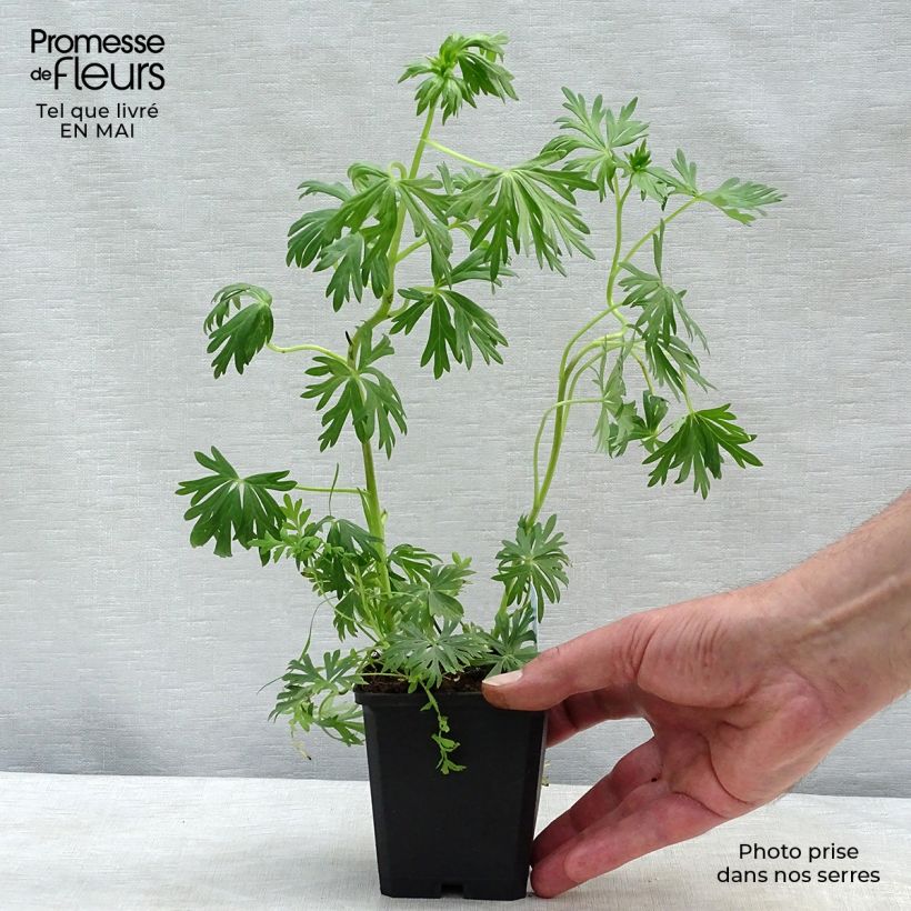 Aconitum napellus subsp. napellus Schneewittchen 8/9 cm pot sample as delivered in spring