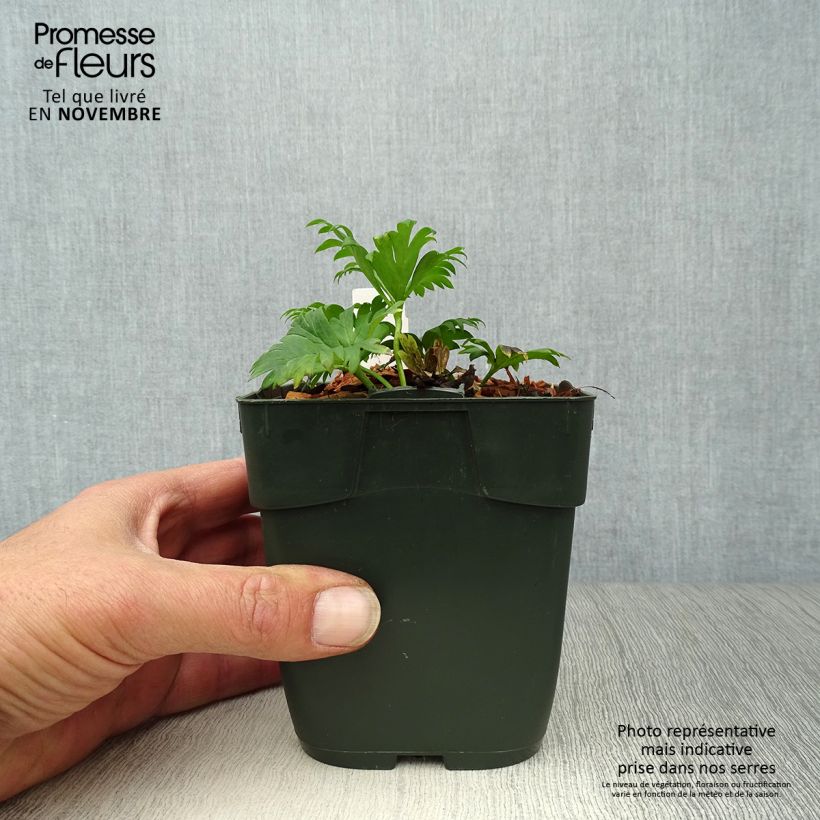 Aconitum napellus subsp. napellus Schneewittchen 8/9 cm pot sample as delivered in autumn