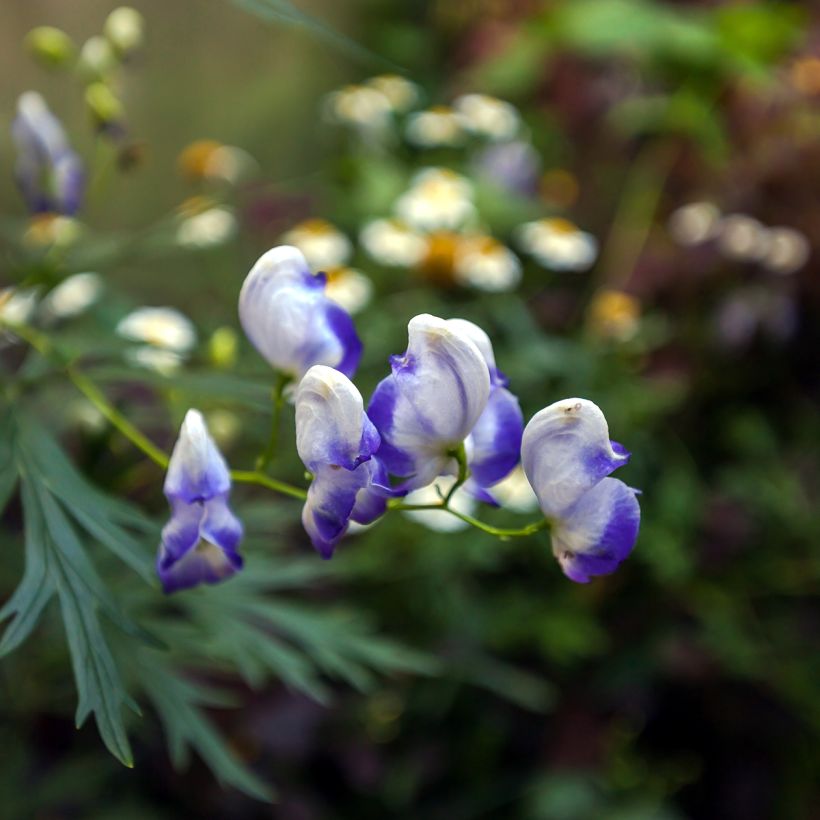 Aconitum cammarum Bicolor (Flowering)